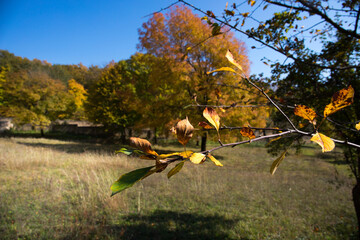 Amazing view with colorful autumn forest with asphalt mountain road at sunset. Beautiful landscape with empty road, trees and sunlight in the evening in autumn. Travel background. Nature
