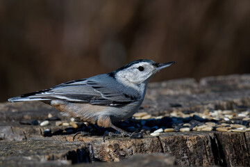 White-breasted nuthatch perching on an old tree stump. It is a small songbird of the nuthatch family common across much of temperate North America.