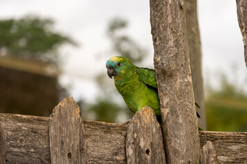 Turquoise-fronted amazon, Amazona aestiva, portrait of green parrots on a fence looking ahead