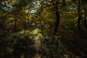 Amazing view with colorful autumn forest with asphalt mountain road at sunset. Beautiful landscape with empty road, trees and sunlight in the evening in autumn. Travel background. Nature