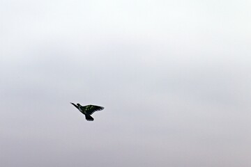 kite on blurred gray sky background