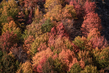 Red and Orange Autumn Leaves Background. Nature shot.