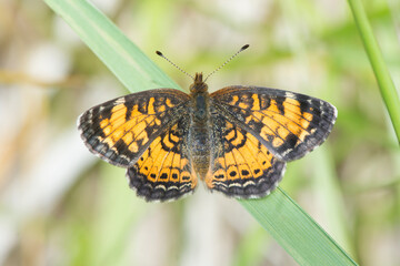 Butterfly 2020-3 / Pearl Crescent Butterfly (Phyciodes tharos)