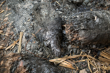 the burned-out trunk of a palm tree
