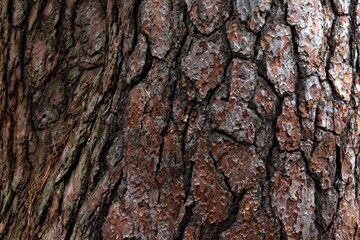 pine bark texture on trunk close-up focus in center