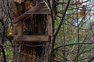 wooden bird feeder on tree trunk with barely visible small bird on blurred background of autumn forest