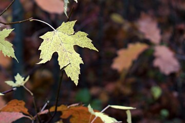yellow autumn maple leaf on blurred forest background