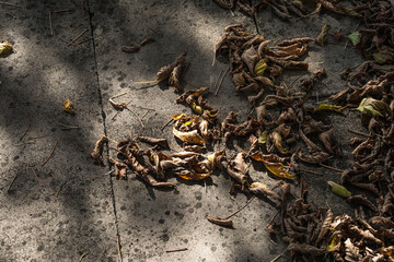 Golden vibrant fall leaves on the ground in a forest. Forest with colorful golden foliage.
