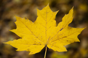 Naklejka na ściany i meble yellow leaf on natural background. autumn concept. maple petal on dark texture