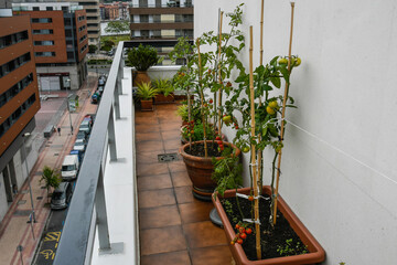 Fototapeta na wymiar Growing tomato in pots on the balcony of a flat