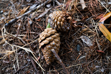 Cones on the ground