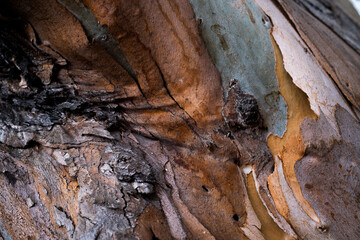 Bark texture