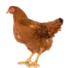 one brown chicken isolated on white background, studio shoot
