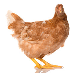 one brown chicken isolated on white background, studio shoot