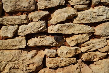 Chauve souris sur un mur en plein été