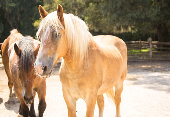 South Carolina horse