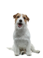 funny dog on a white background smiling. Happy Jack Russell Terrier. Wirehaired. pet at home