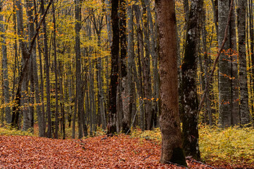 Scenic landscape of autumn forest full of red and yellow leaves