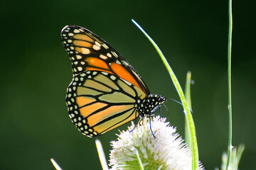 Butterfly 2019-245 / Monarch butterfly (Danaus plexippus)