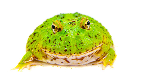 green pacman frog isolated on white background