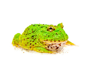green pacman frog isolated on white background