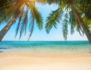 Obraz na płótnie Canvas tropical beach with coconut palm