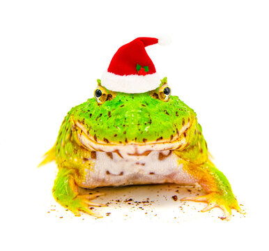 green  pacman frog with christmas hat isolated on white background