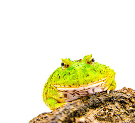 green pacman frog isolated on white background