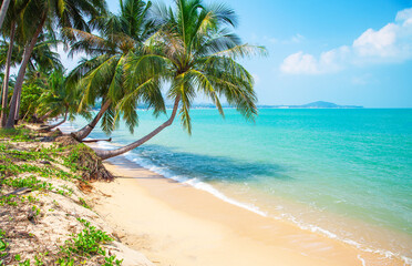 Fototapeta na wymiar tropical beach with cocnut palm tree