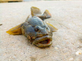 Fish on the sand
