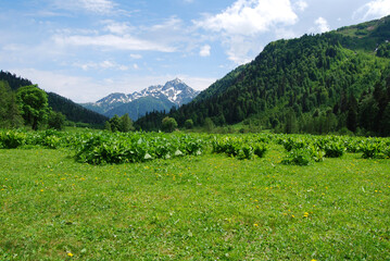 Fototapeta na wymiar Abkhazia. Alpine meadows in Abkhazia. Mountain landscape, green grass in the foreground.