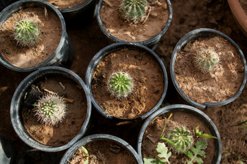 small cacti in seedlings in pots
