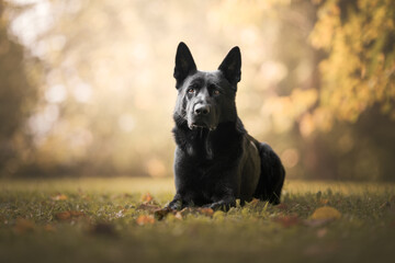 Black german shepherd dog sitting under a tree in autumn