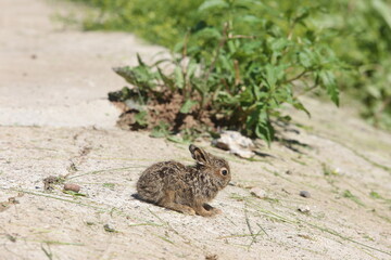 Small rabbit 