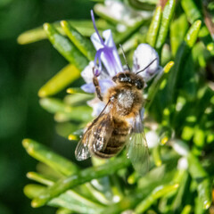 Abeille butinant une fleur