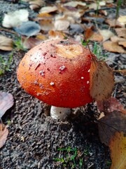 fly mushroom