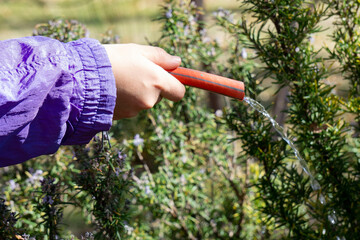 watering with a red hose
