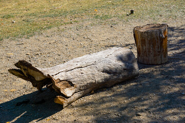 seats with bark and tree trunk