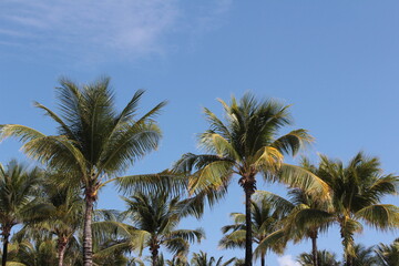 Fototapeta na wymiar palm sky