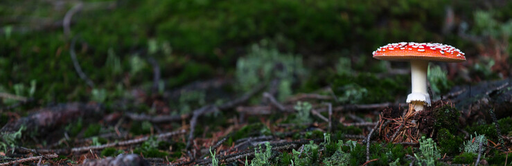 a toadstool panorama in the autumn forest