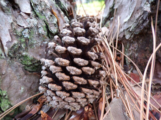Pine Cone with Pine Needles