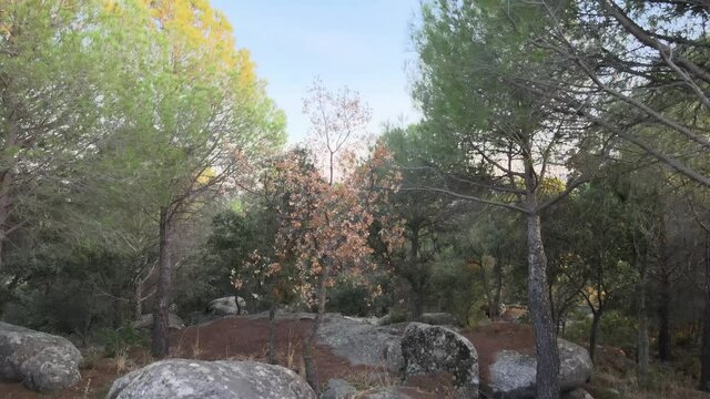 Video sorpresa con dron enfocando los arboles y hacia arriba mostrando sus copas y despues el valle con las monta&ntilde;as al fondo. Luz del atardecer
