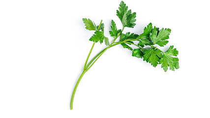 Sprigs of parsley on a white background. Macro photo. High quality photo