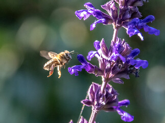 Abeille butinant de la lavande