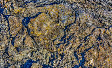 A closeup shot of a textured rock with yellow dried algae