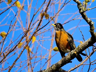 Robin perched on the tree branch