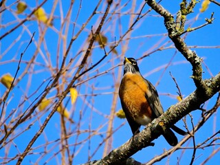 Robin perched on the tree branch