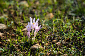 Colchicum Stevenii, or Steven's Meadow Saffron