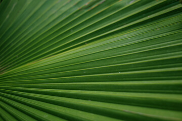 Obraz premium palm leaf close-up, nature background