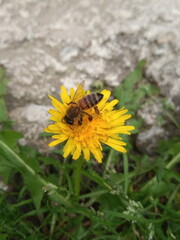 bee on a dandelion